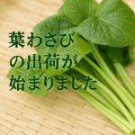 葉わさびの出荷が始まりました