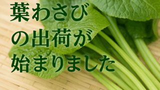 葉わさびの出荷が始まりました