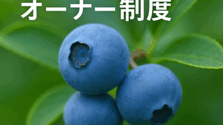 ブルーベリーオーナー制度